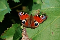 Autunno - Piante, fiori, animali_24